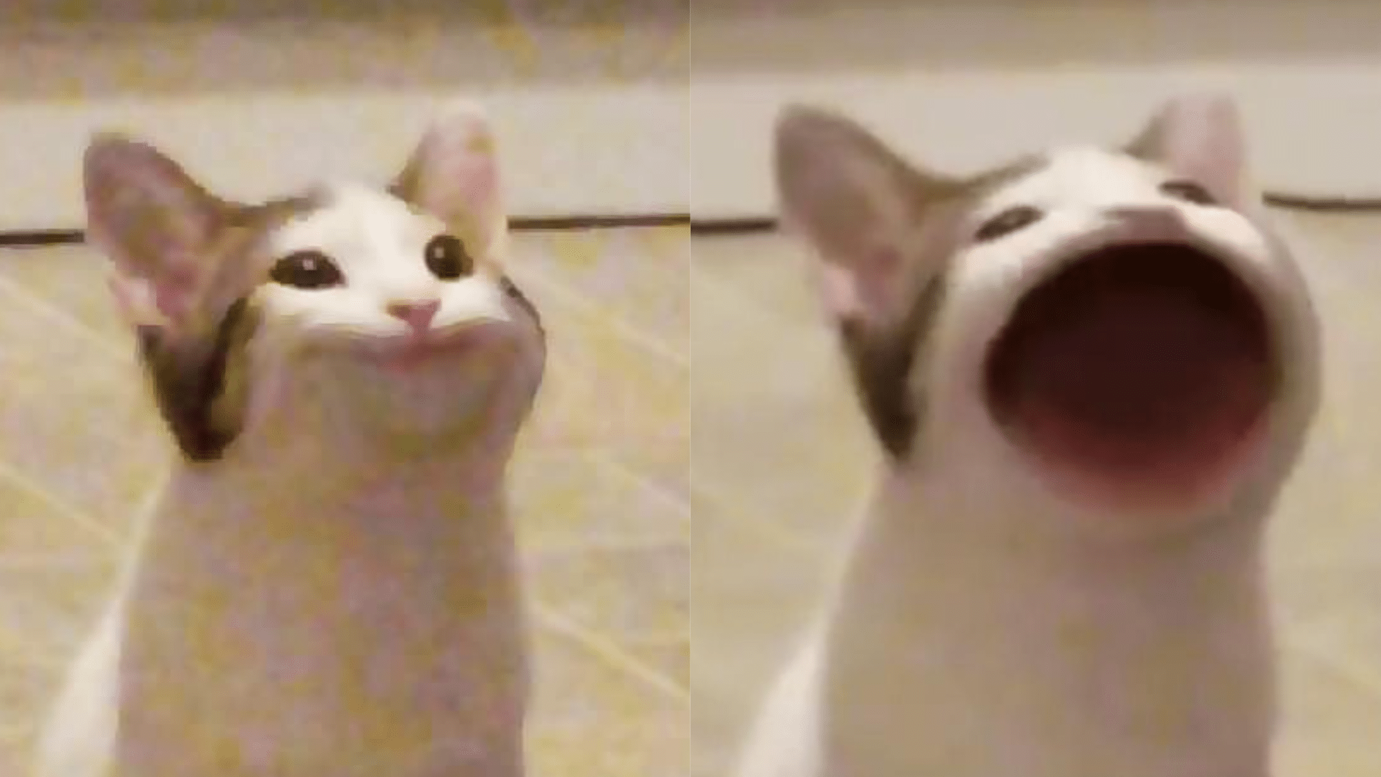 POPCAT Meme